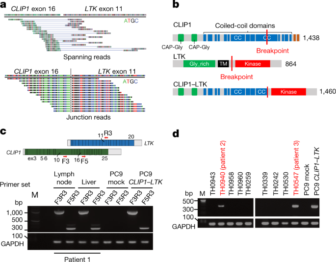 The CLIP1–LTK fusion is an oncogenic driver in non‐small‐cell lung cancer - Nature