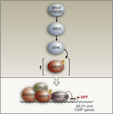 The BRAF Oncoprotein Functions through the Transcriptional Repressor MAFG to Mediate the CpG Island Methylator Phenotype