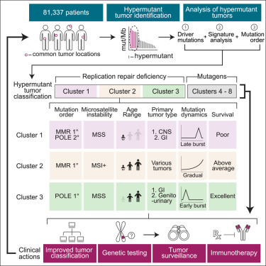 Comprehensive Analysis of Hypermutation in Human Cancer